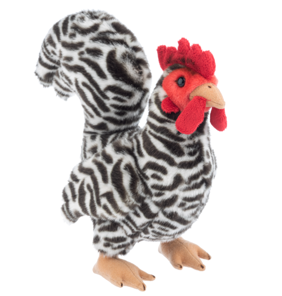 Dominique Chicken