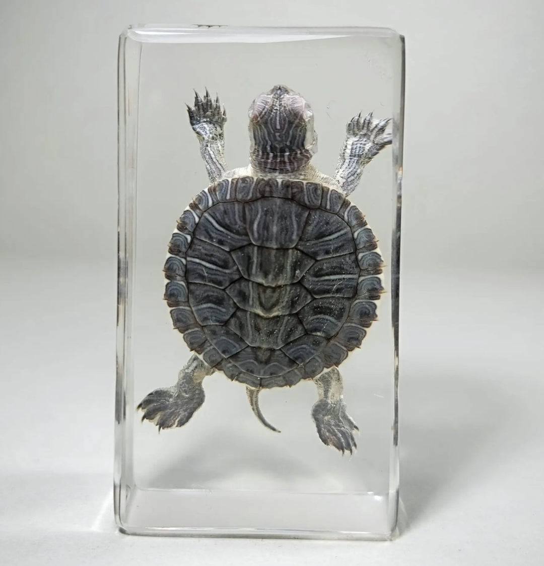 Red Eared Slider Turtle in Resin
